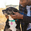 42Pcs 3 Colors Transparent Blank Acrylic Pet Dog ID Tag PALLOY-AB00048-7
