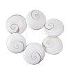 6Pcs Natural Shiva Eye Shell Cabochons BSHE-FH0001-04-1