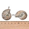 Snail Fossil Pendants G-D051-1A-3