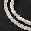 Natural Trochus Shell Beads Strands BSHE-S304-09B-3