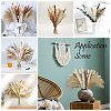 Mini Dried Pampas Grass HULI-PW0002-112A-2