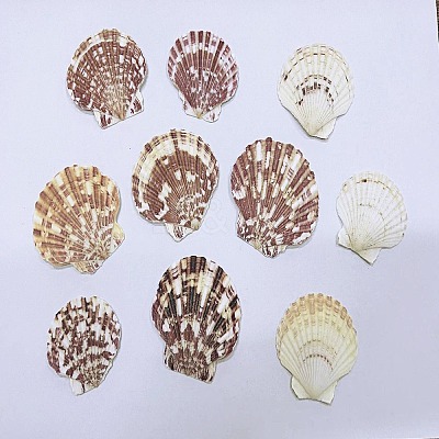 Beautiful Beach Sea Conch DIY-U001-03-1
