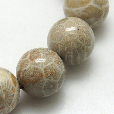 Natural Fossil Coral Beads Strands X-G-G212-6mm-31-1