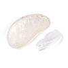 Abalone Shells Ornaments SHEL-T020-54-3