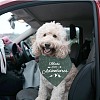 Cotton Dog's Kerchief AJEW-WH0503-092-7