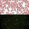 Luminous Glass Seed Beads X1-SEED-A033-07M-2