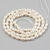 Electroplate Natural Freshwater Shell Beads Strands SHEL-T017-13A-01-2