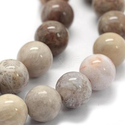 Natural Fossil Coral Beads Strands G-G763-12-8mm-1