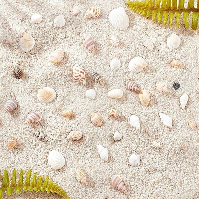 Natural Conch Shell Beads SSHEL-FH0001-05-1