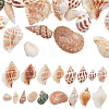 SUPERFINDINGS 37Pcs Conch & Shell Ornaments AJEW-FH0003-26-1