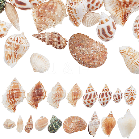 SUPERFINDINGS 37Pcs Conch & Shell Ornaments AJEW-FH0003-26-1