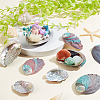 12Pcs 6 Styles Natural Abalone Shell Display Decorations DJEW-GA0001-69-4