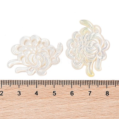 Natural White Shell Carved Cabochons SSHEL-C012-24C-1