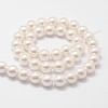 Shell Pearl Bead Strands BSHE-L026-03-6mm-3