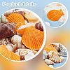 Natural Shell Display Decorations DJEW-WH0063-35-4