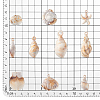 100Pcs 10 Styles Opaque Acrylic Pendants OACR-PH0004-41-4