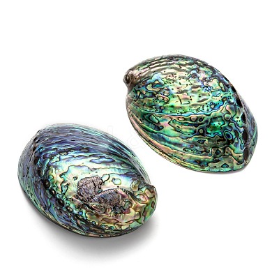Natural Abalone Shell/Paua ShellDecoration X-SSHEL-F0005-01-1