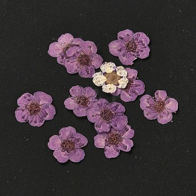 Narcissus Embossing Dried Flowers DIY-K032-60D-1