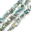 Dyed Natural Freshwater Shell Beads Strands SHEL-P016-01C-1