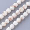 Natural Freshwater Shell Bead Strands SHEL-S254-05-1