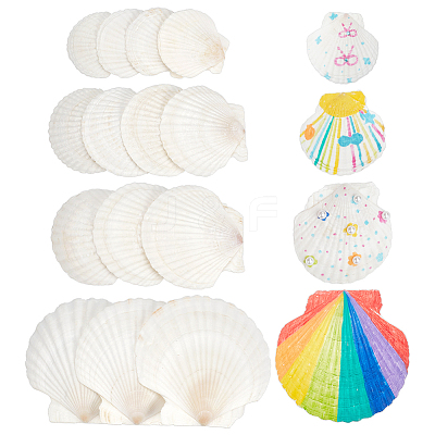 14Pcs 4 Styles Natural Shell Painting Accessories DIY-NB0012-05-1