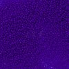 TOHO Round Seed Beads SEED-TR11-0008F-2