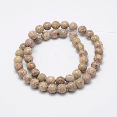 Natural Fossil Coral Beads Strands G-P325-01-8mm-1
