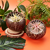 Coconut Candle Holder COCB-WH0001-01-4