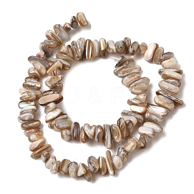 Natural Freshwater Shell Beads Strands SHEL-A006-05-1
