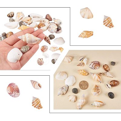 Mixed Natural Shell Bead Sets BSHE-PH0003-03-1