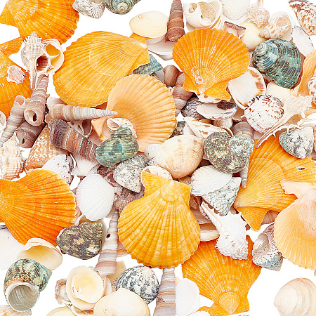 Natural Shell Display Decorations DJEW-WH0063-35-1