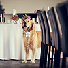 Velvet Rhinestones Detachable Pet Wedding Couple Ring Bearer Box RDIS-WH0019-08B-7
