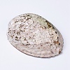 Natural Abalone Shell/Paua ShellDecoration SSHEL-K024-01A-3