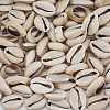 100Pcs Natural Cowrie Shell Beads BSHE-LT0001-08-7
