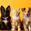 4 Styles Alloy Pet Collar AJEW-DR0001-73-6