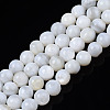Natural Freshwater Shell Beads Strands X-BSHE-T009B-01A-1