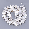 Electroplate Shell Pearl Beads Strands SSHEL-S261-01F-2