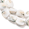 Natural Seashell Shell Beads Strands SH-CBAFA8D-01-3
