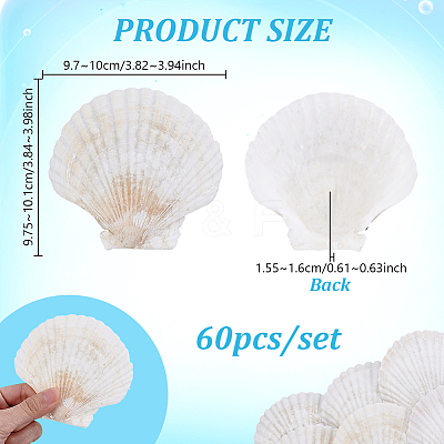 60Pcs Natural Shell Jewelry Decorative Plate AJEW-GA0009-64B-1