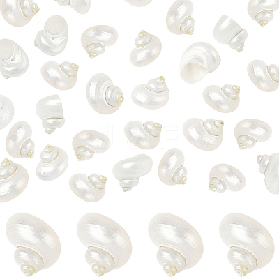 20Pcs Natural Spiral Shell Beads SSHEL-SC0001-56-1