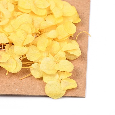 Dried Flower DIY-B018-13-1