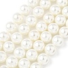 Shell Pearl Beads Strands BSHE-K015-10mm-04-1