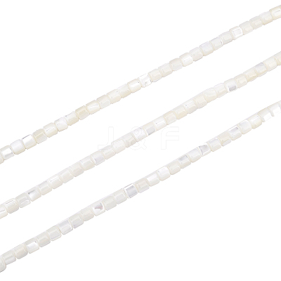 3 Strands Natural Trochid Shell/Trochus Shell Beads Strands SSHEL-FH0001-12-1