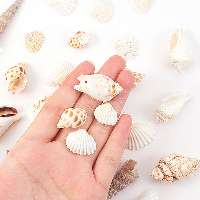 Natural Scallop Shell Beads SSHEL-CJ0001-02-1