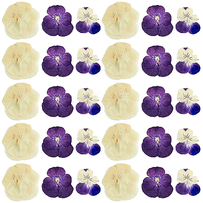 120pcs 3 Style Dried Pansy Flower DIY-HY0001-62-1