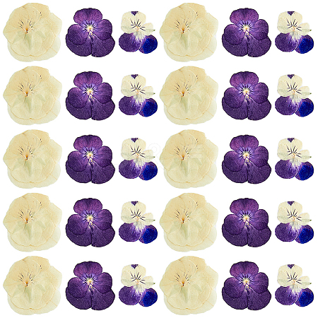 HOBBIESAY 90Pcs 3 Style Dried Pansy Flower DIY-HY0001-62-1