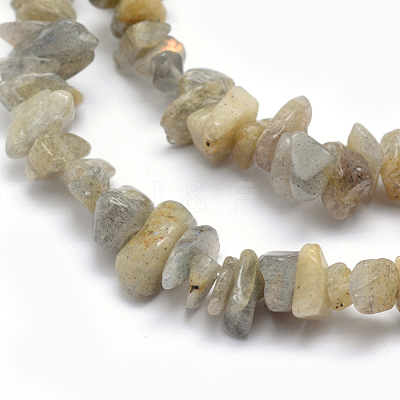 Natural Labradorite Beads Strands X-G-P332-23-1