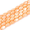 Natural Trochus Shell Beads Strands SHEL-K006-19-01G-1