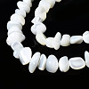 Natural Trochid Shell/Trochus Shell Beads Strands SSHEL-N034-78-A01-3