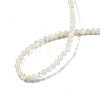 Natural White Shell Bead Strands X-SSHEL-N003-144A-01-4